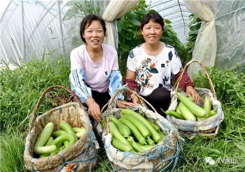 欧盟零农残 蔬菜和瓜果就在含山