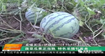 蔬菜瓜果正当熟 特色采摘引客来